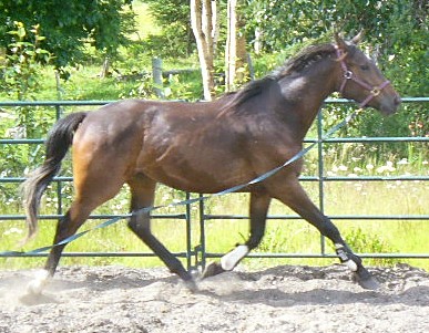 Volte July 8-07 (6) cr sz Volte July 8-07 (6) cr sz