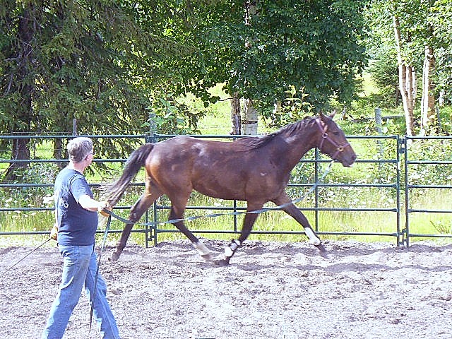 Volte July 8-07 cr sz