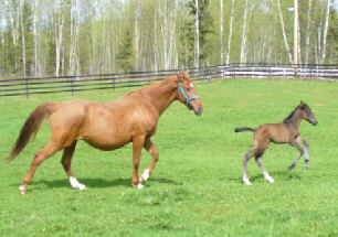 Diamond Ice 1 Day Old (21) cr