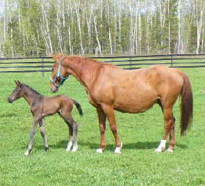 Diamond Ice 1 Day Old (24) cr