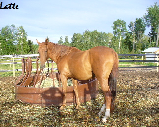 Volte & Latte July 22-07 (1)